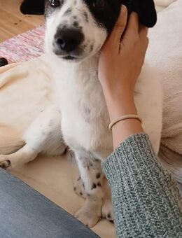 Süße Josie 1,5 Jahre 35 cm 9 kg sucht - Köln