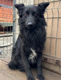 EDITA💖zartes Border Collie-Mix-Mädchen - Hamburg