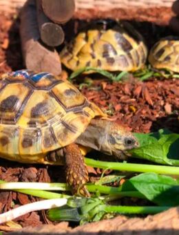 Griechische Landschildkröten Testudo Hermanni NZ 2024 - Duisburg