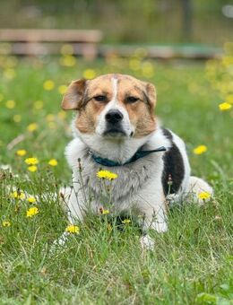 Irma ❤️in 04600 sucht Zuhause - Rott (Inn)