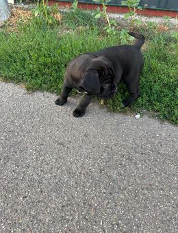 Englische Bulldogge Cane Coros Welpen Mix - Speyer