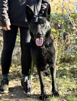 Elza - drigend Gnadenplatz gesucht!!! - Köln