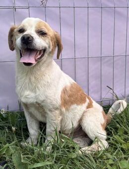 Marin, Beagle - verschmust und lieb - Westerholt