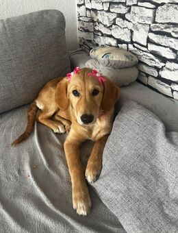 Golden Retriever - Neuenkirchen (Nordrhein-Westfalen)