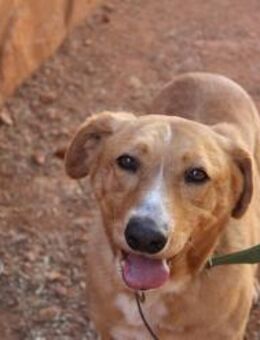 BERTO sucht endlich sein Glück! - Geilenkirchen