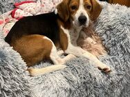 TEDY sucht seinen Beaglefan - Berlin