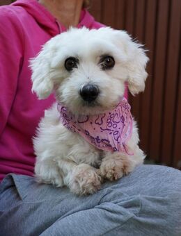 🤍 Lulu 3-jährige Malteserhündin - Kassel