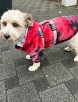 Kitty Marie - wenn du sprechen könntest - Regensburg