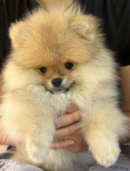 Pomeranian/Zwergspitz Rüde - Gummersbach