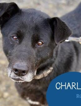 Liebenswert Charlie sucht sein Körbchen - Tarmstedt