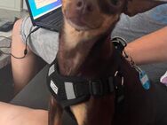 Hunde Dame Russkiy Toy - Werdau