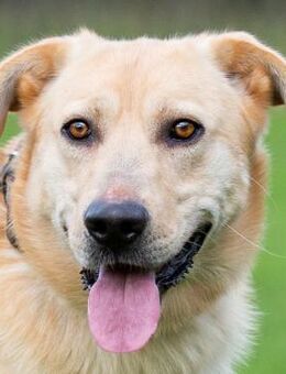 Marley versteht die Welt nicht mehr - Obertshausen