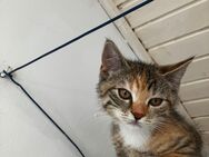 Britisch Kurzhaar Mix Kitten suchen liebevolles und dauerhaftes Zuhause - Fuchsmühl