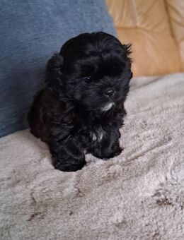 Reinrassige Shih-Tzu Welpen, nur noch ein Mädchen 850€, 39606 Osterburg - Osterburg (Altmark)