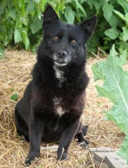 OTTO - schüchterner, freundlicher Rüde - Kallmünz