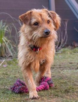 Pepita, Pflegestelle in Niedersachsen - Bad Vilbel