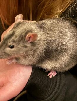 Ratte gesucht - Uetersen Zentrum