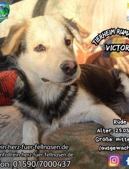 VICTOR - Hahn im Korb bei 4 Schwestern - Waakirchen