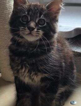 Maine coon - Herxheim (Landau)