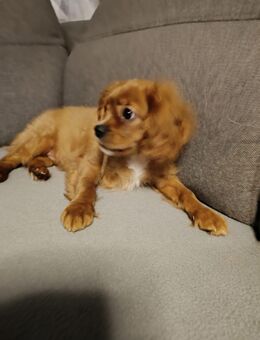 Charmanter Cavalier King Charles Spaniel Welpe sucht liebevolles Zuhause! 🐾 - Hagen (Stadt der FernUniversität) Vorhalle
