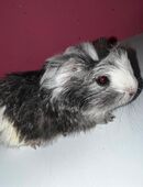 3 Meerschweinchen Babys in 50189