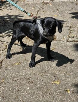 Menschenbezogene kleine DORA sucht ♥️ - München