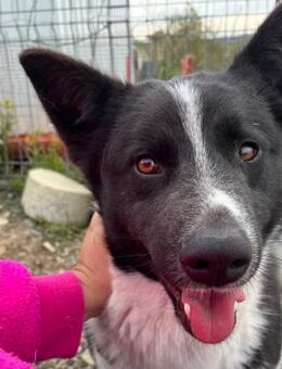 ❣️ Traumhund George ❣️ - Eislingen (Fils)