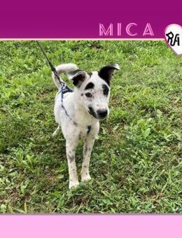 💖 MICA💖 - TRÄUMT VON EINEM ZUHAUSE - Alfeld (Leine)