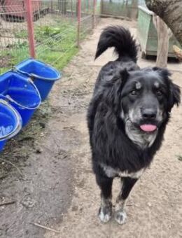 Junghündin CARA - Köln