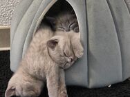 BKH Kitten reinrassige - Olpe