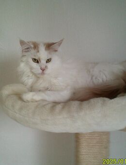 Reinrassige Maine-coon Mädels - Beckum