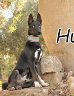 Hugo, der bei dir sein Zuhause sucht🍀 - Essingen (Rheinland-Pfalz)