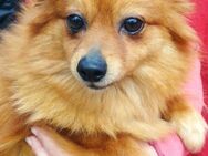 Süße Pinki sucht Zuhause - Olsberg