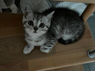 BKH Katze Kätzchen Reirassig Kitten - Feuchtwangen