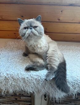 Perser Katze Gina - Feuchtwangen