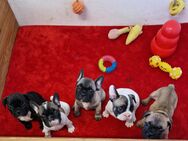 Französische Bulldoggen Welpen abzugeben - Lübow