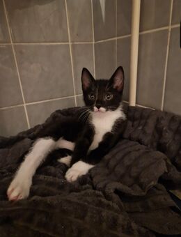 12 Wochen alte Babykatzen - Berlin
