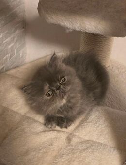 Ragdoll Perser Mix Kitten - Lünen