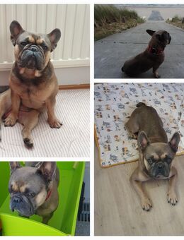 Französische Bulldogge männlich 3 Jahre - Binz (Ostseebad)