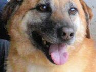 Astrea - liebenswertes Hundemädchen - Kirchlengern