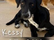 Kessy - Stilles Schicksal - - Bad Vilbel