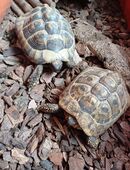 Griechische Landschildkröten in 94152