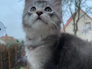 Maine Coon Kitten mit Stammbaum - Käbschütztal