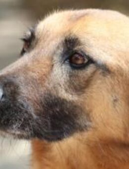 Empfindsame, liebe, lustige Saya - Mettmann