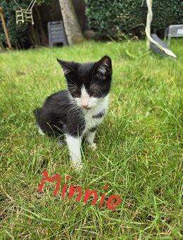 4 bezaubernde Baby-Kitten suchen ein liebevolles Zuhause - Castrop-Rauxel