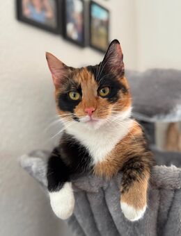 Glückskatze sucht ein neues Zuhause - Malchin