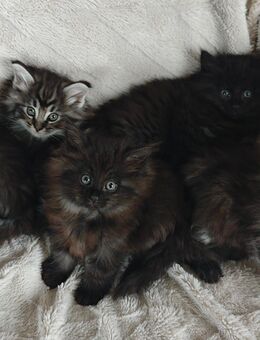 Norwegische Waldkatzen Kitten - Kalefeld