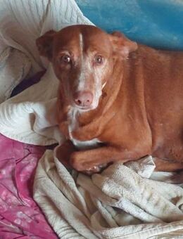 Maisha hat so viele Jahre gewartet..... - Laatzen