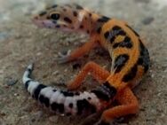 Leopardgeckos abzugeben NZ2024 - Berlin