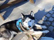 Liebevoller Husky - Schiffdorf